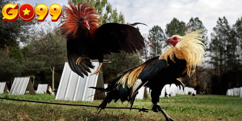 Khám phá cổng cược với các trận đấu kịch tính và hấp dẫn